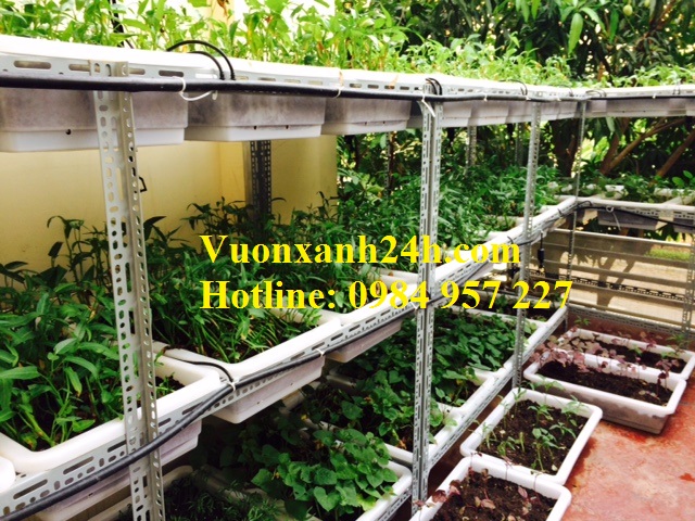 Vườn rau sạch tại Làng Việt Kiều Châu Âu