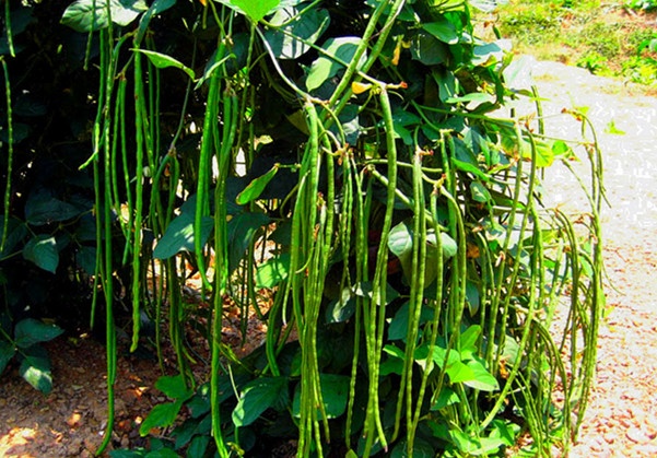 Cách trồng giàn đậu đũa như chuyên gia