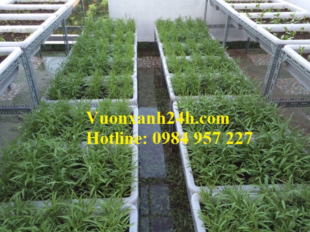 Vườn trồng rau sạch tại An Dương - Vuownfxxanh24h.com