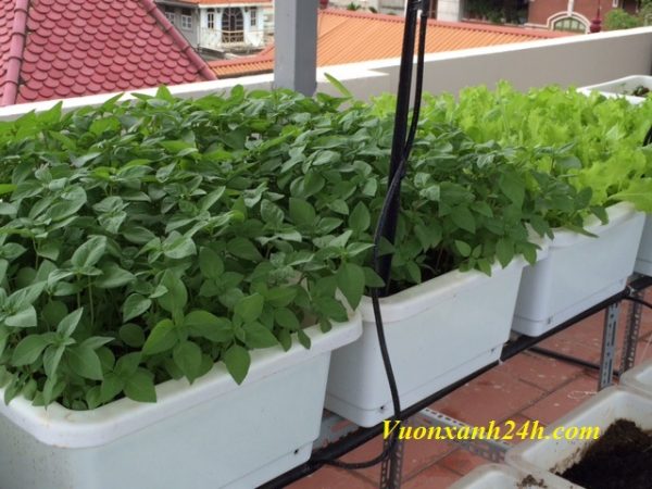 Vườn rau sạch giữa Hà Thành