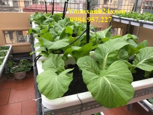 Giàn trồng rau 3 tầng, 9 chậu màu đen(48*34*16)