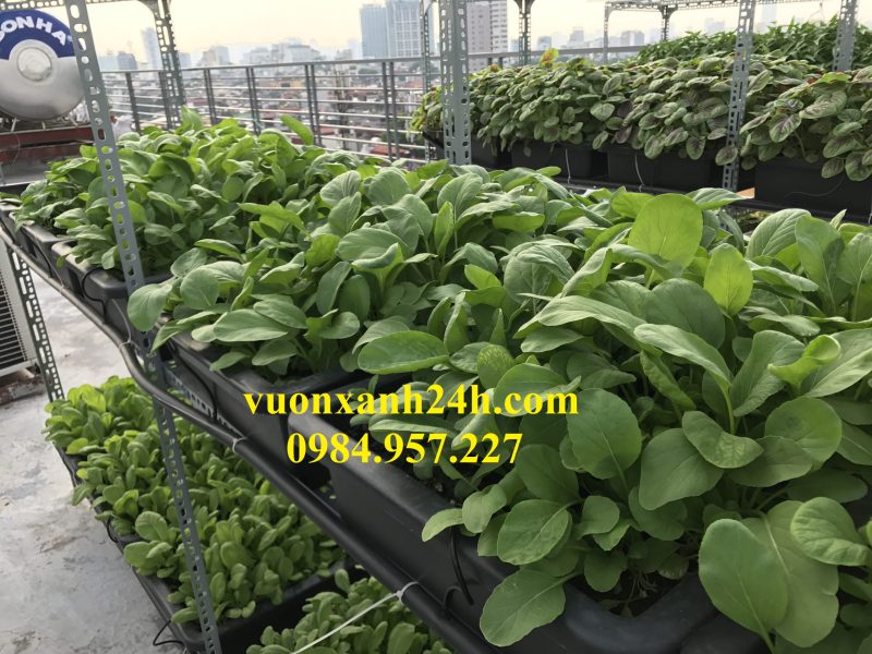 Giàn trồng rau chậu thông minh