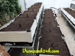Tưới phun mưa cho rau trồng trong chậu ( công trình thi công tại Xuân Phương, Hà Nội )