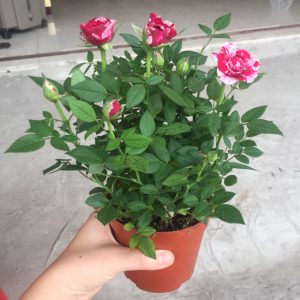 Hạt giống hồng lùn siêu hoa