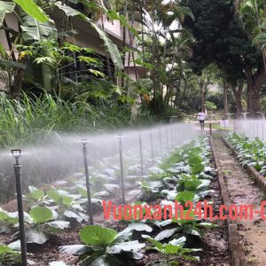 Hệ thống tưới phun mưa tự động cho rau trong vườn