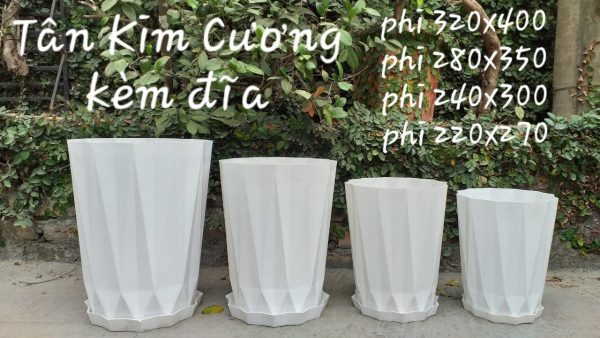 Chậu tân kim cương kèm đĩa