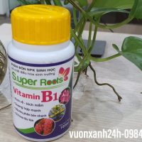 Vitamin B1-Super Roots