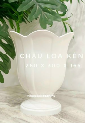 chậu nhựa loa kèn giả sứ