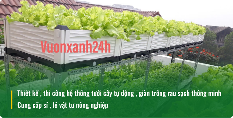 Giàn trồng rau sân thượng 