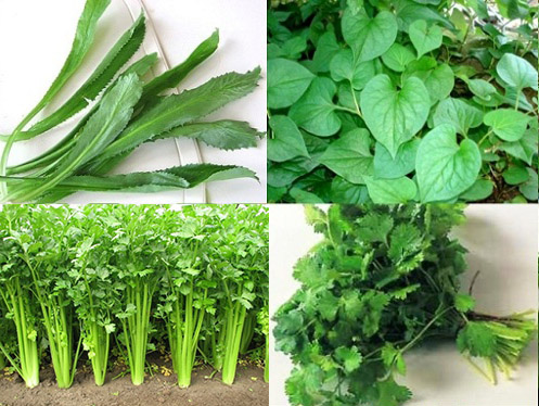 Cách trồng rau gia vị đơn giản tại nhà