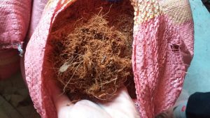 Mụn dừa đóng bao