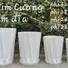 Chậu tân kim cương kèm đĩa