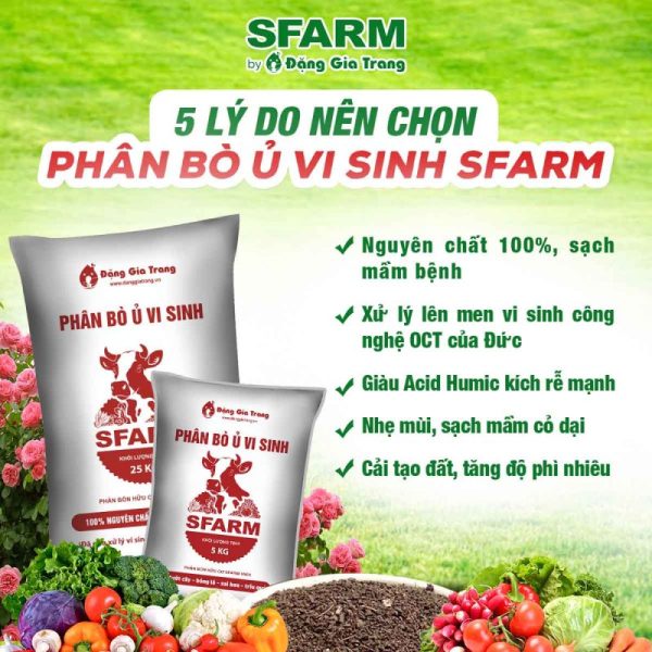 phân bò ủ vi sinh sfarm